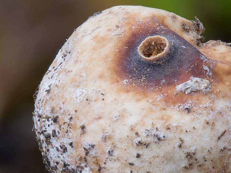 Tulostoma brumale